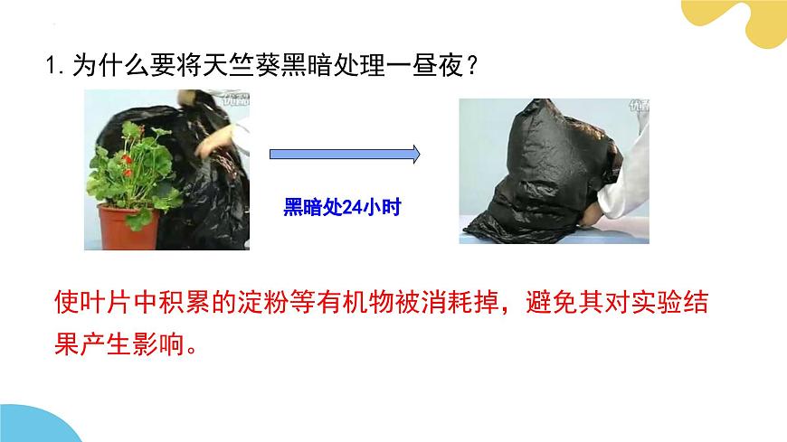 蘇科版生物七年級下冊 —第十二章 第1節(jié) 植物是生物圈中的生產(chǎn)者 PPT課件第8頁
