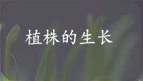 初中人教版（2024）植株的生长精品ppt课件