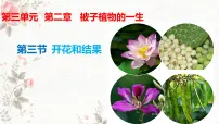 初中人教版（2024）开花和结果优秀ppt课件
