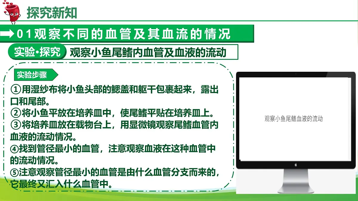 4.4.2血流的管道——血管(课件)-2024-2025学年七年级生物下册(人教版2024)第7页