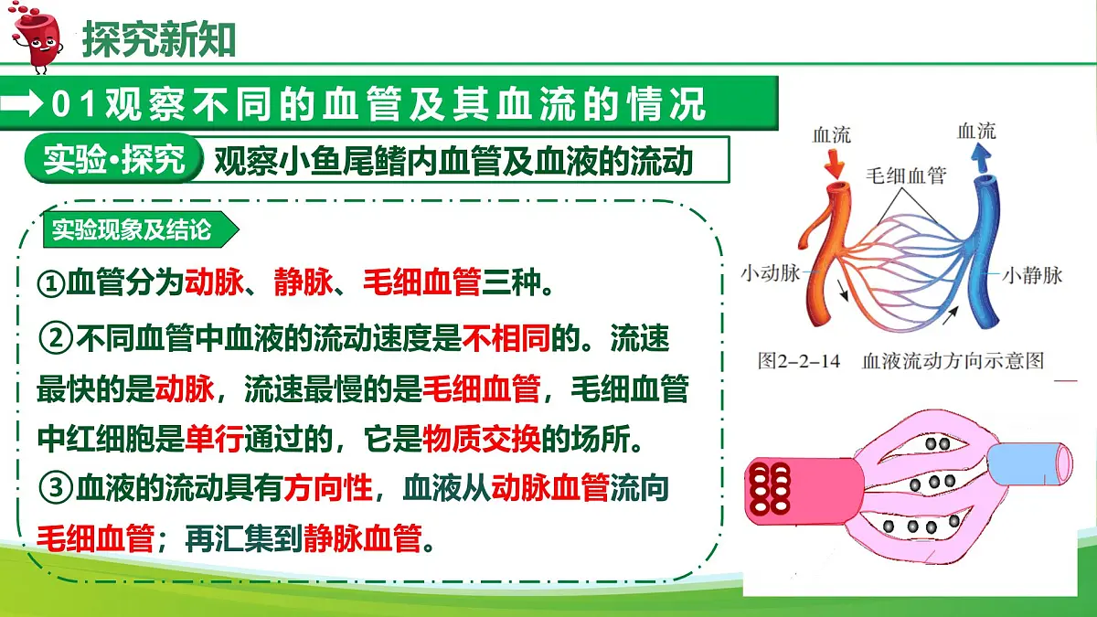 4.4.2血流的管道——血管(课件)-2024-2025学年七年级生物下册(人教版2024)第8页
