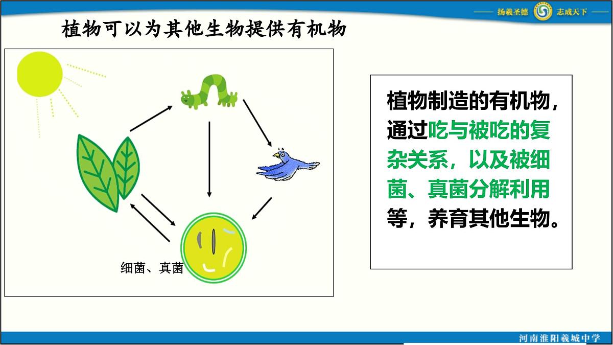 人教版初中生物七下第三单元 第二章第四节《植物在自然界中的作用》 PPT课件第6页