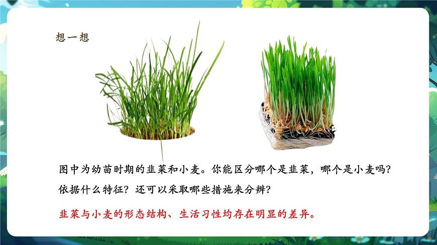 《1.1.1觀察周邊環(huán)境中的生物》課件第5頁