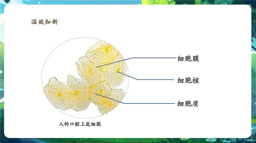 《1.2.3.2動物細(xì)胞（第二課時） 》課件第3頁