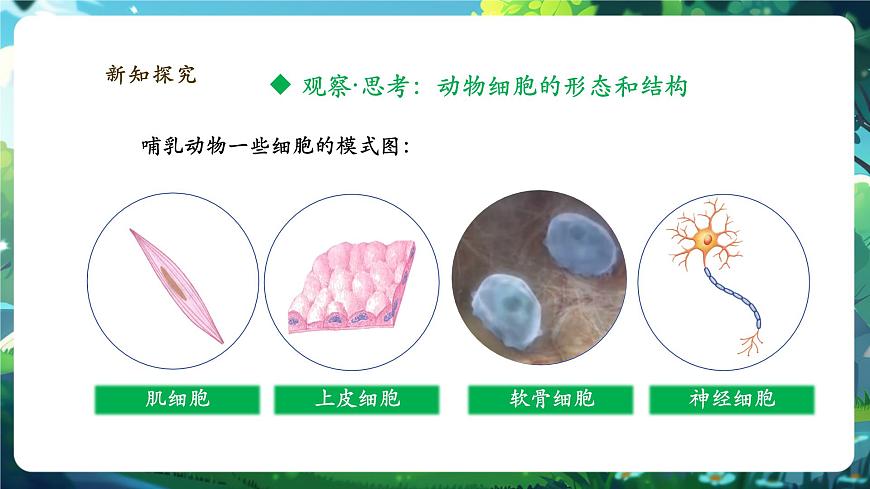 《1.2.3.2動物細(xì)胞（第二課時） 》課件第5頁