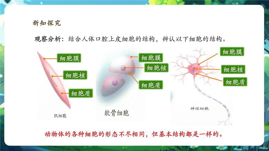 《1.2.3.2動物細(xì)胞（第二課時） 》課件第7頁