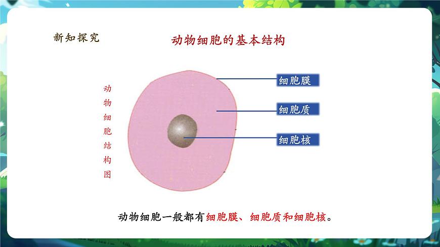 《1.2.3.2動物細(xì)胞（第二課時） 》課件第8頁