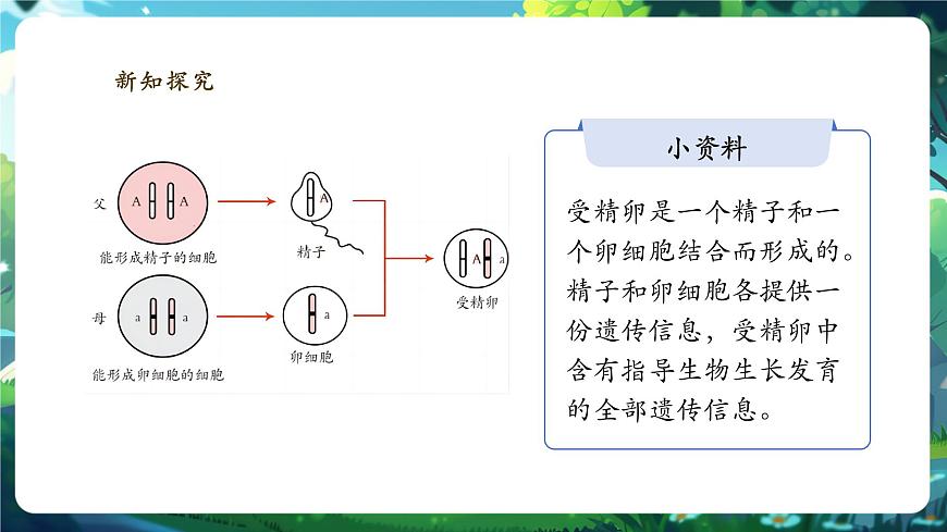 《1.2.4.2細(xì)胞的生活（第二課時）》課件第6頁