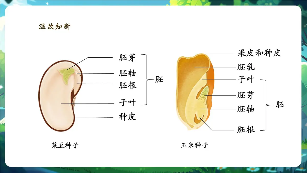 《2.1.2.2种子植物(第二课时)》课件第3页