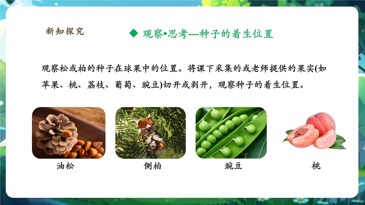 《2.1.2.2种子植物(第二课时)》课件第5页