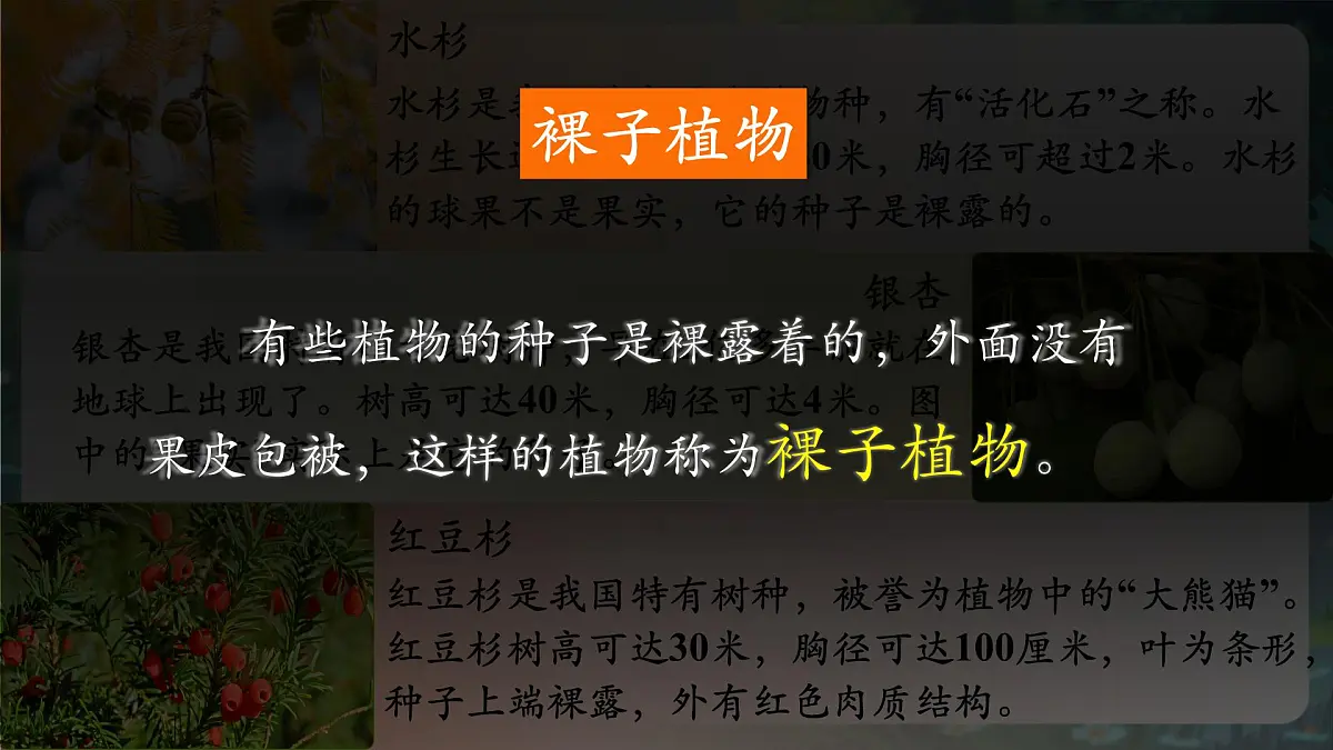 《2.1.2.2种子植物(第二课时)》课件第7页