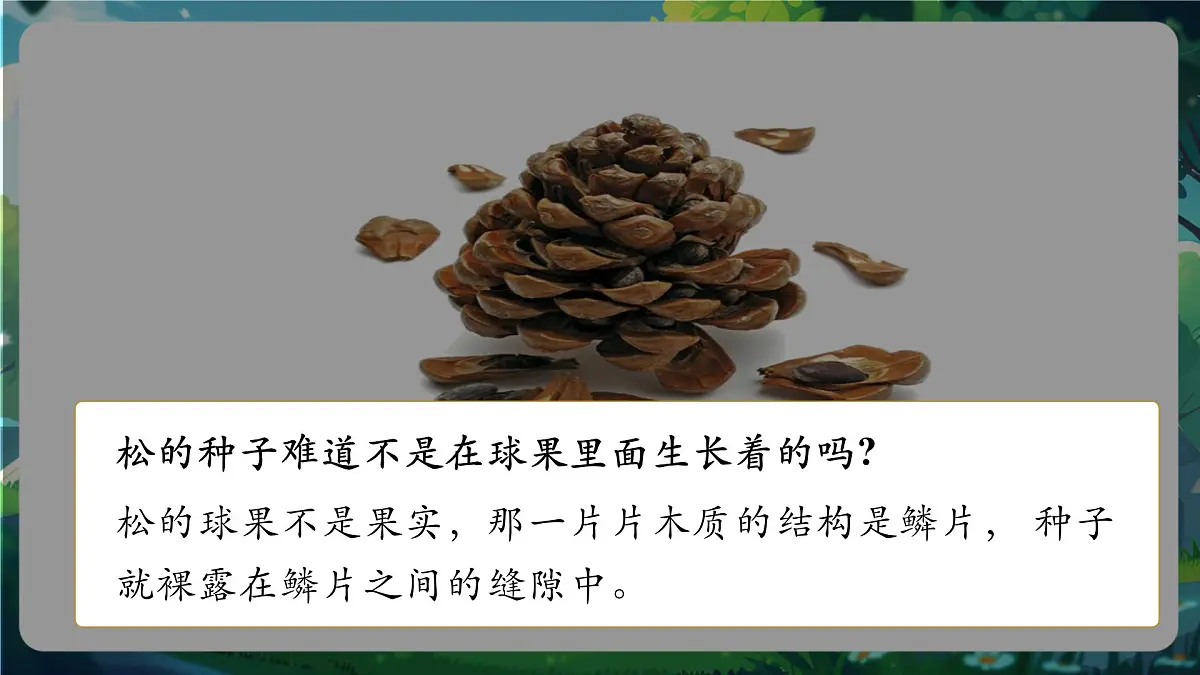 《2.1.2.2种子植物(第二课时)》课件第8页