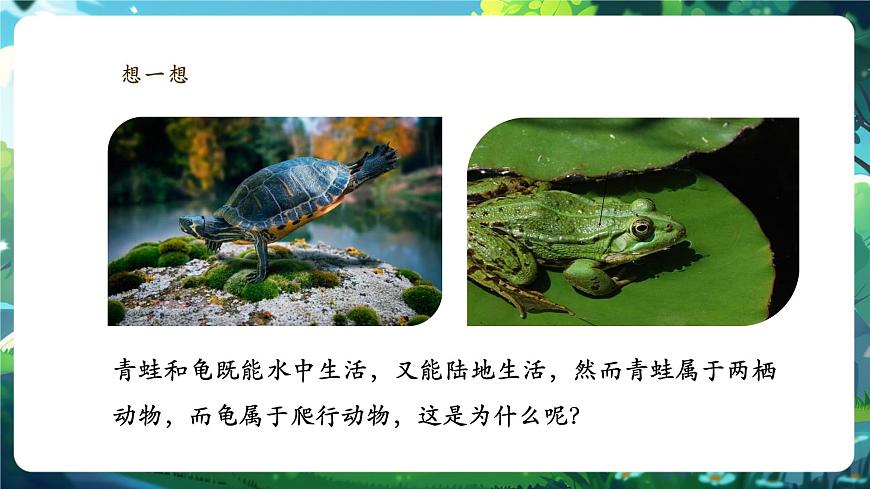 《2.2.2.2兩棲動物和爬行動物（第一課時）》課件第3頁