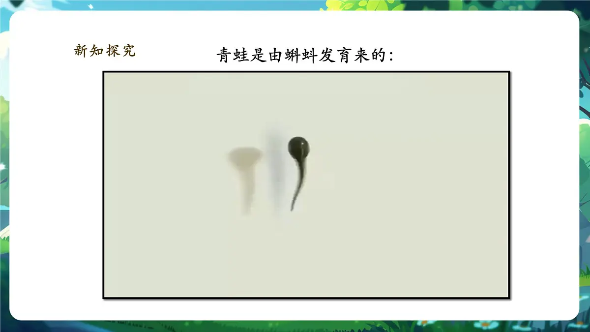《2.2.2.2两栖动物和爬行动物(第一课时)》课件第4页