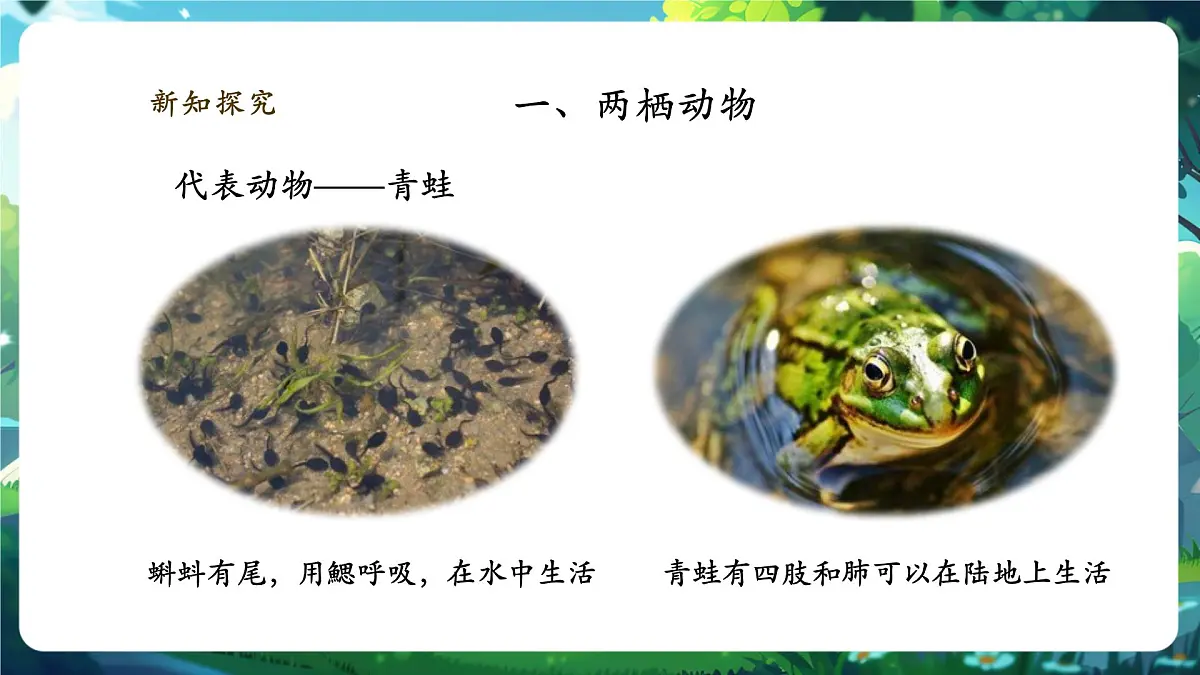 《2.2.2.2两栖动物和爬行动物(第一课时)》课件第5页