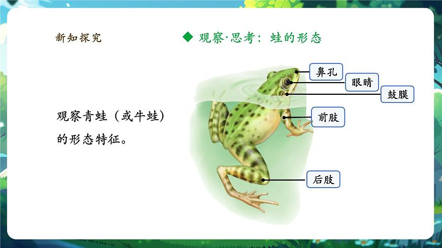《2.2.2.2兩棲動物和爬行動物（第一課時）》課件第7頁