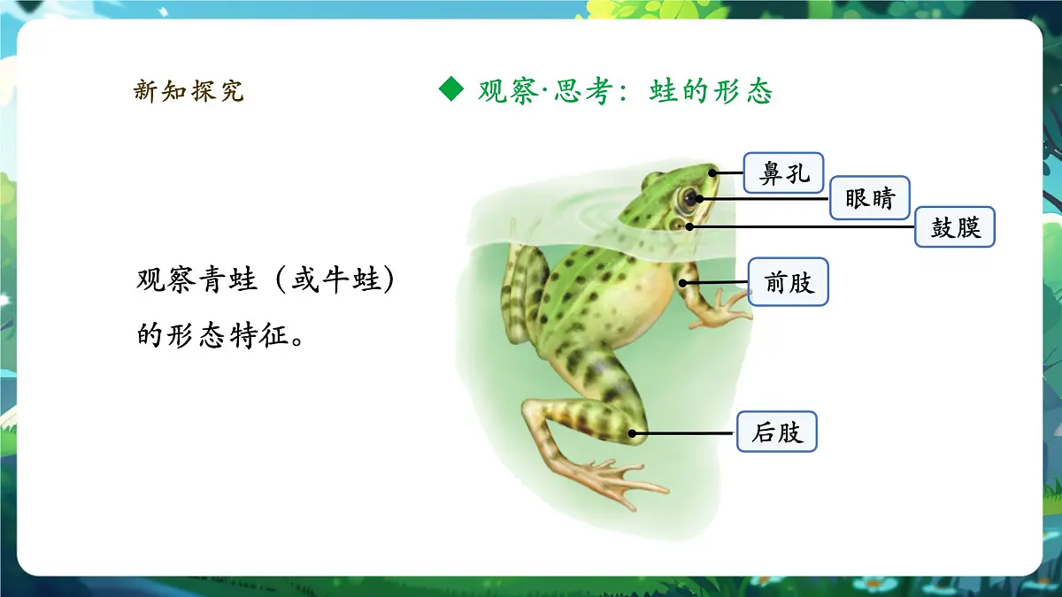 《2.2.2.2两栖动物和爬行动物(第一课时)》课件第7页