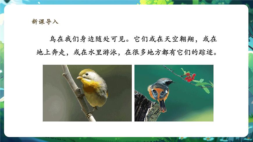 《2.2.2.3鳥和哺乳動(dòng)物（第一課時(shí)）》課件第3頁(yè)