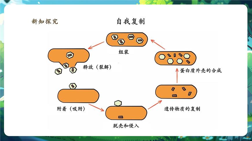 《2.3.4.2病毒(第二課時)》課件第6頁
