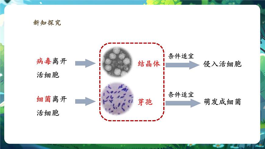 《2.3.4.2病毒(第二課時)》課件第8頁
