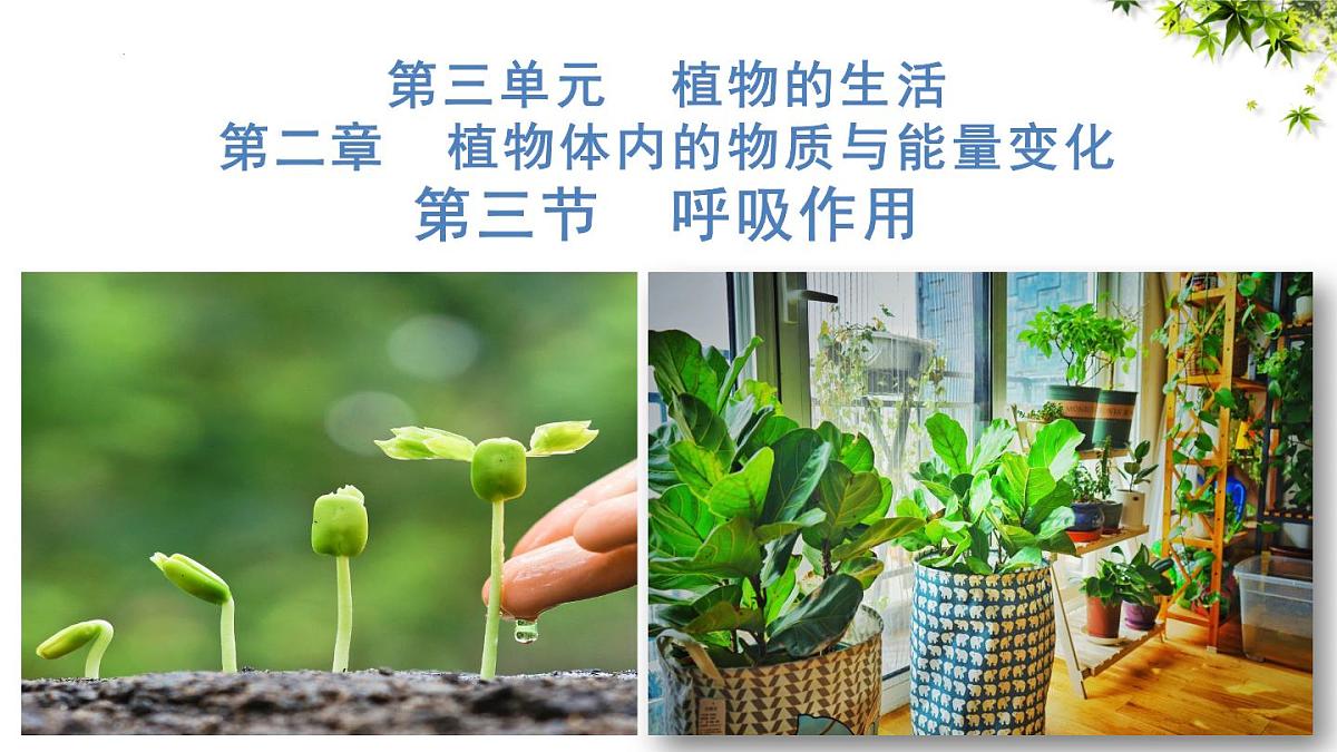 3.2.3 呼吸作用 课件 2025学年人教版生物学七年级下册第1页