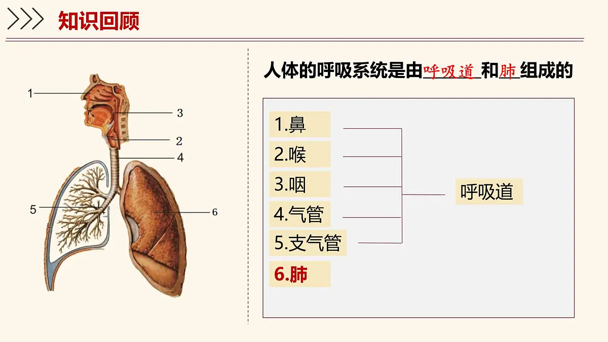 4.3.2 发生在肺内的气体交换 课件-2024-2025学年人教版生物七年级下册第4页