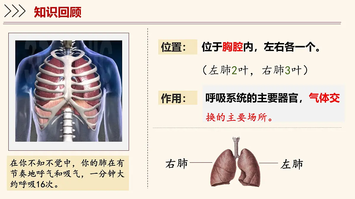 4.3.2 发生在肺内的气体交换 课件-2024-2025学年人教版生物七年级下册第5页