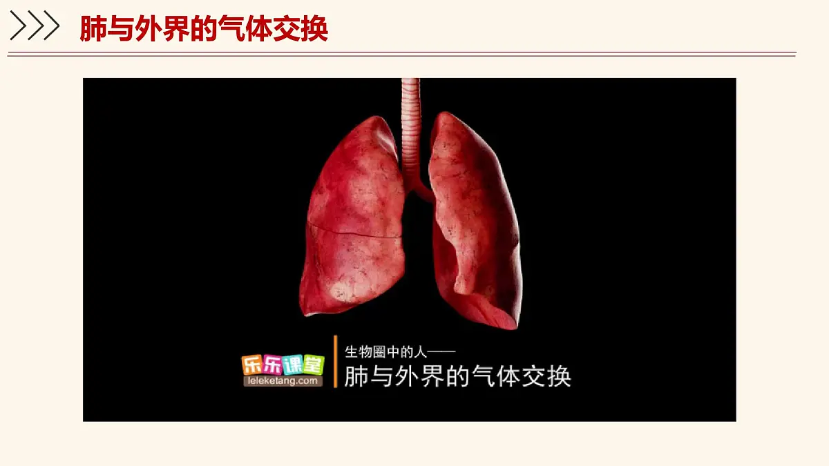 4.3.2 发生在肺内的气体交换 课件-2024-2025学年人教版生物七年级下册第6页