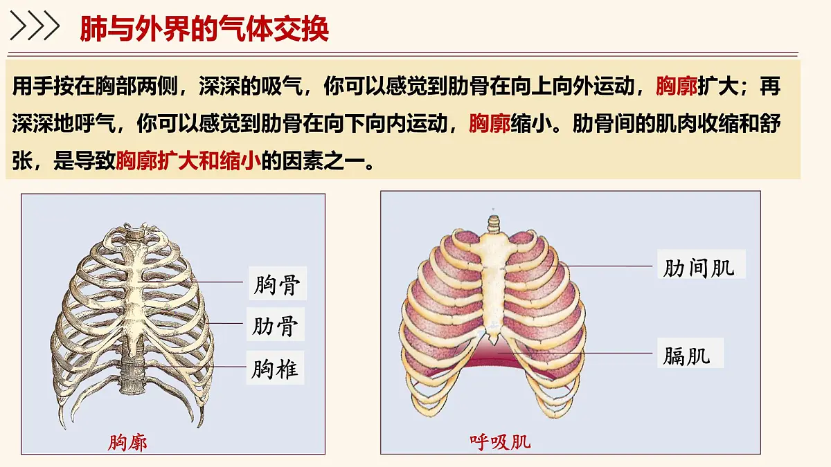 4.3.2 发生在肺内的气体交换 课件-2024-2025学年人教版生物七年级下册第7页