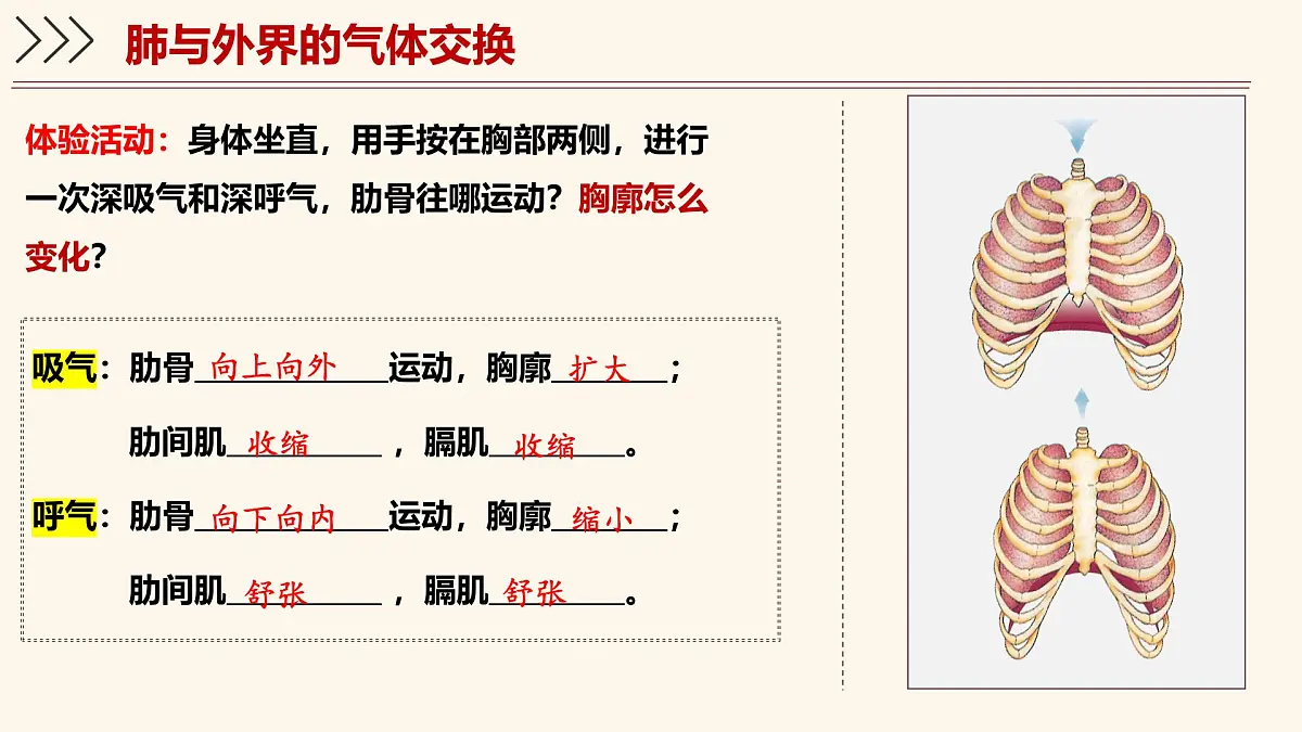 4.3.2 发生在肺内的气体交换 课件-2024-2025学年人教版生物七年级下册第8页