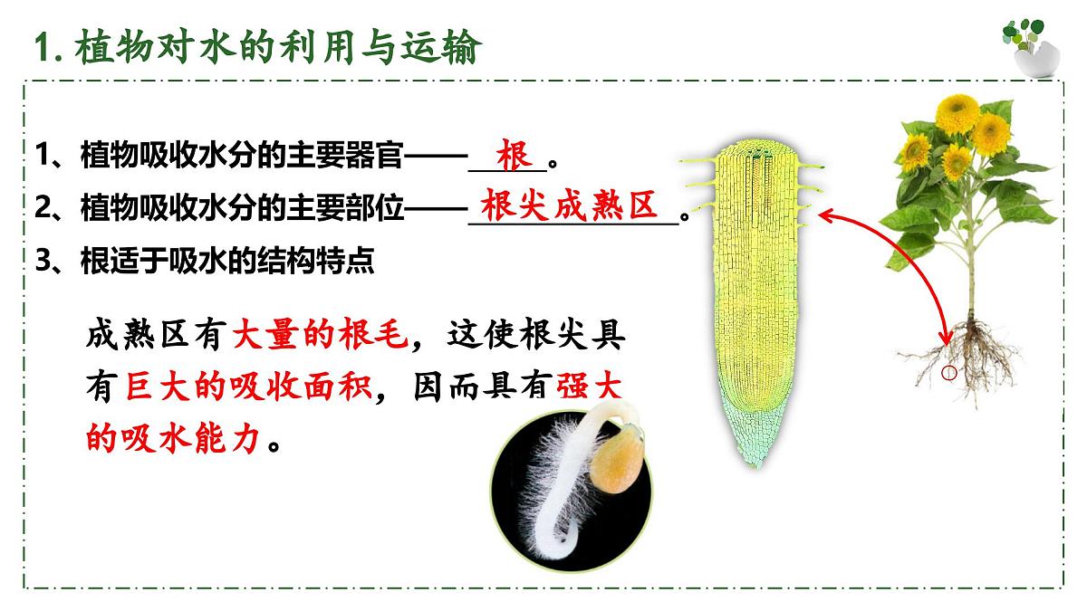 3.2.1 水的利用与散失 课件 2025学年人教版生物七年级下册第5页