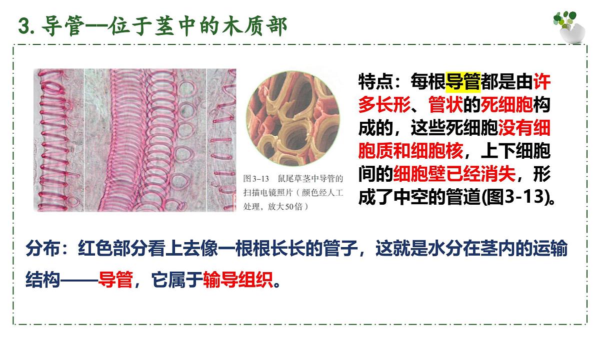 3.2.1 水的利用与散失 课件 2025学年人教版生物七年级下册第8页