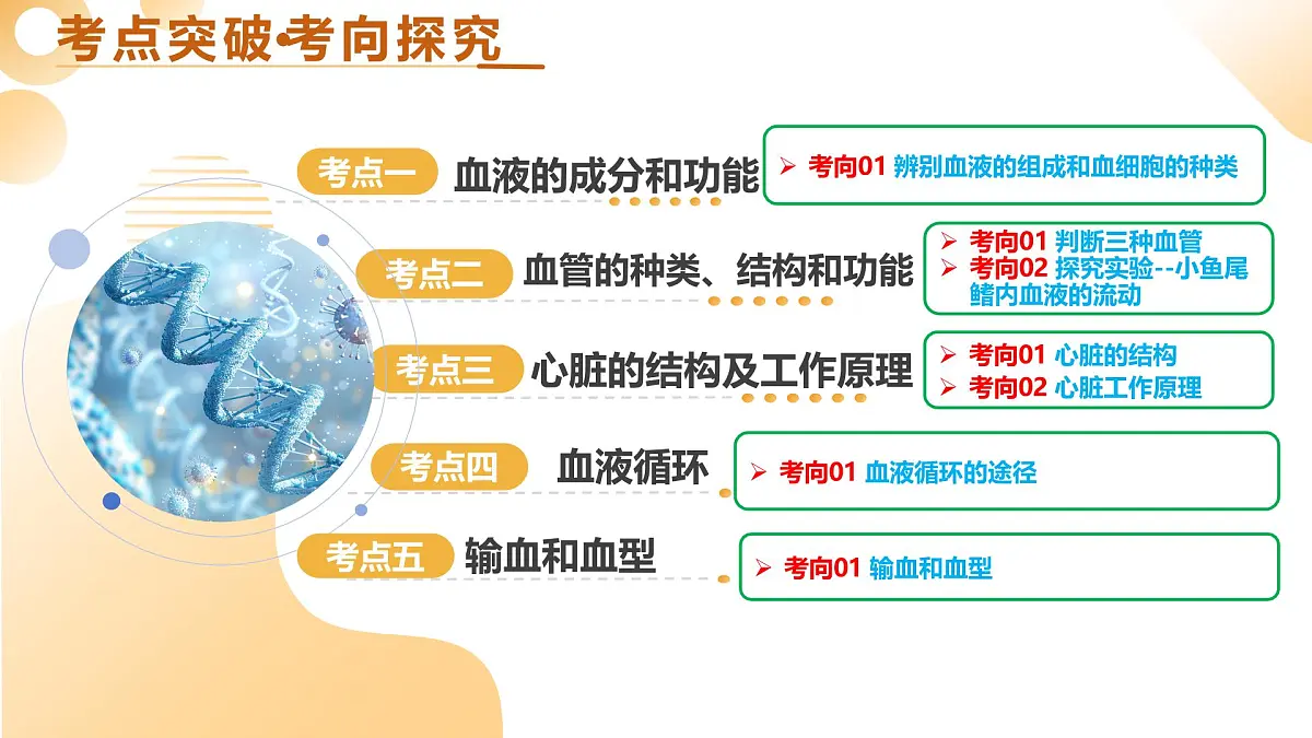 第12讲 人体内物质的运输(精讲课件)2025年中考生物一轮复习讲练测(安徽专用)第5页