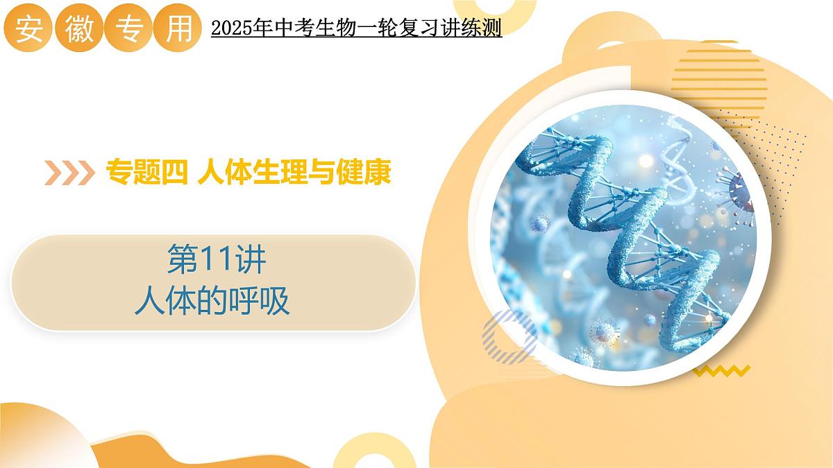 第11讲 人体的呼吸(精讲课件)2025年中考生物一轮复习讲练测(安徽专用)第1页