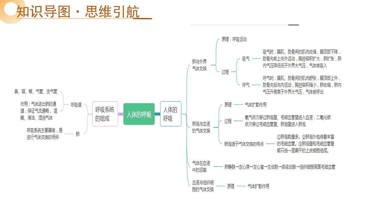 第11讲 人体的呼吸(精讲课件)2025年中考生物一轮复习讲练测(安徽专用)第4页