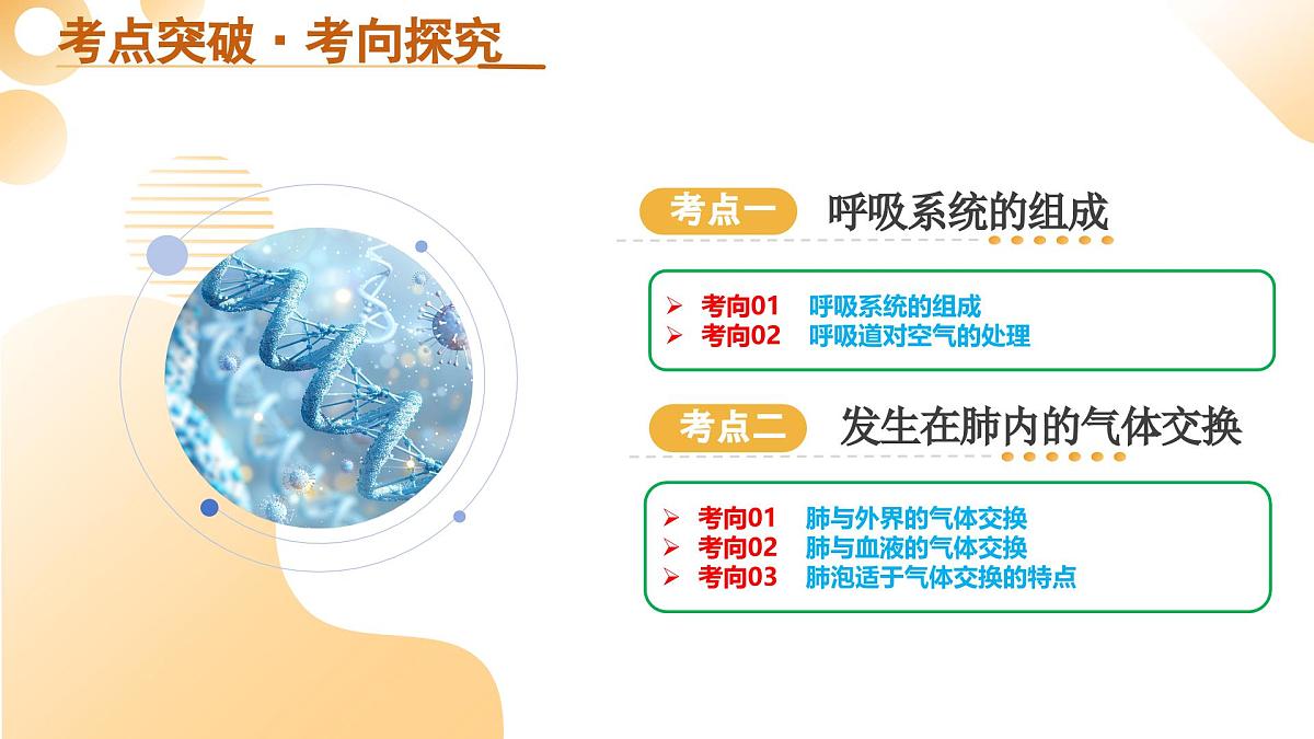 第11讲 人体的呼吸(精讲课件)2025年中考生物一轮复习讲练测(安徽专用)第5页