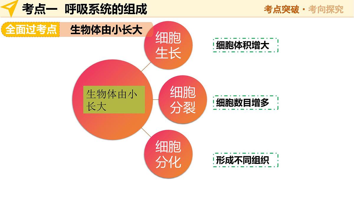 第11讲 人体的呼吸(精讲课件)2025年中考生物一轮复习讲练测(安徽专用)第6页