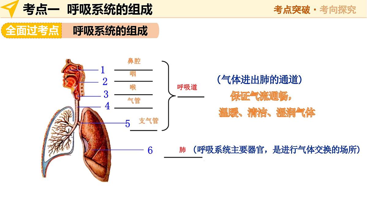 第11讲 人体的呼吸(精讲课件)2025年中考生物一轮复习讲练测(安徽专用)第7页