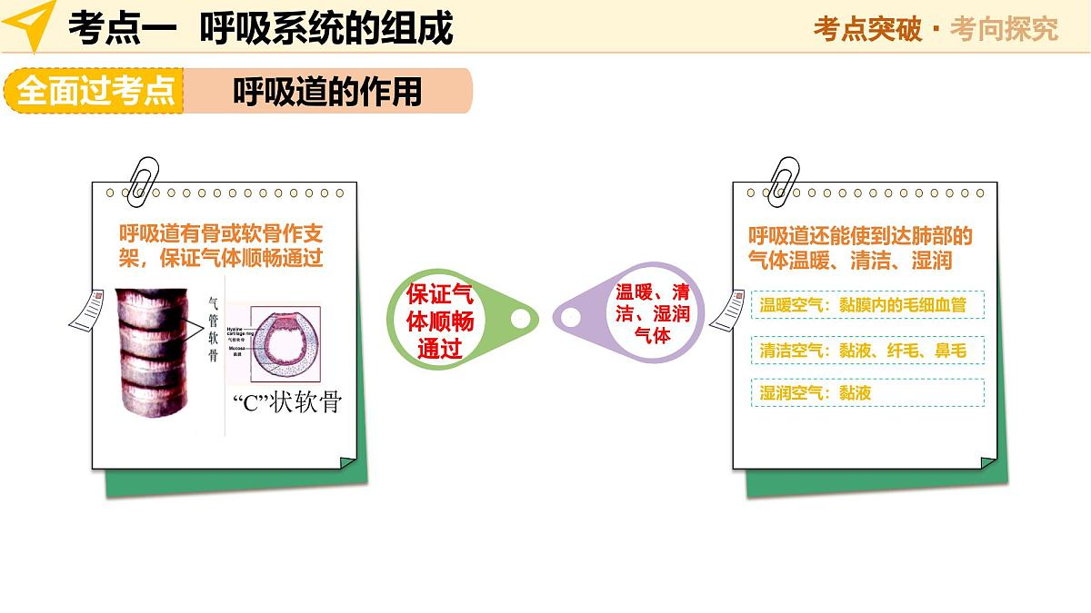 第11讲 人体的呼吸(精讲课件)2025年中考生物一轮复习讲练测(安徽专用)第8页