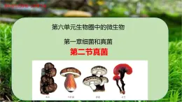 6.1.3 真菌-七年級生物下冊同步精品課堂（魯科版五四學(xué)制） 課件