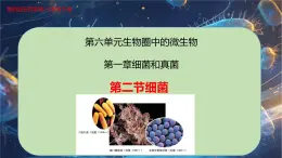 6.1.2 細(xì)菌-七年級生物下冊同步精品課堂（魯科版五四學(xué)制） 課件