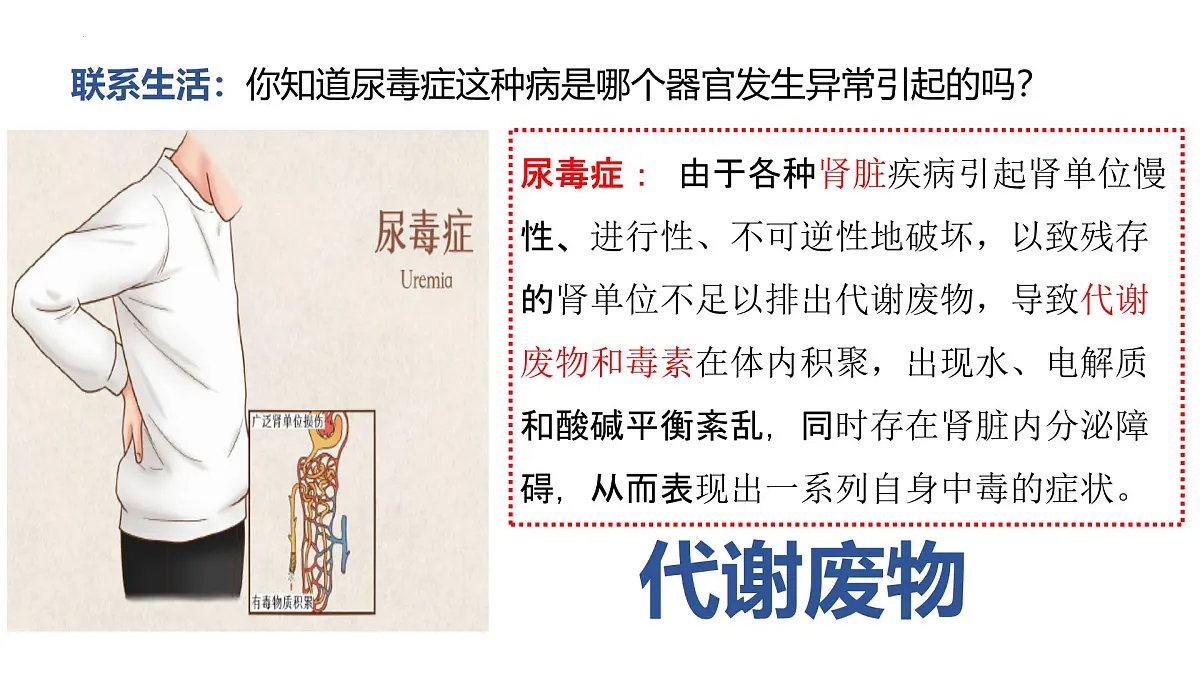 4.5人体内废物的排出课件 2025学年人教版生物七年级下册第2页