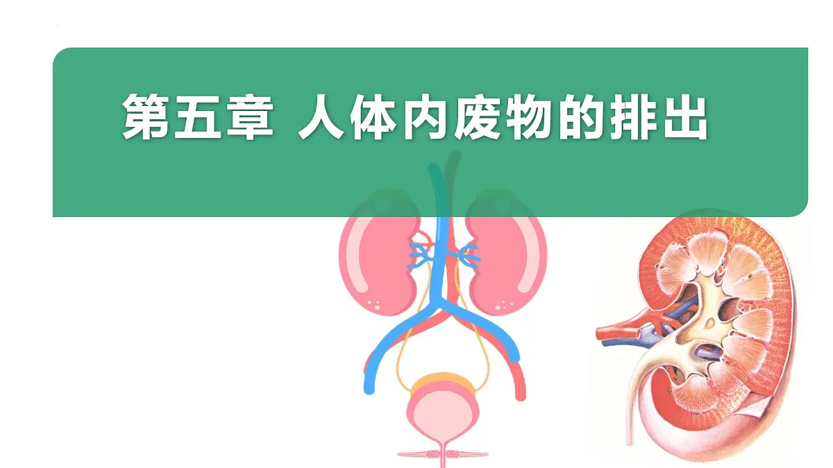 4.5人体内废物的排出课件 2025学年人教版生物七年级下册第3页