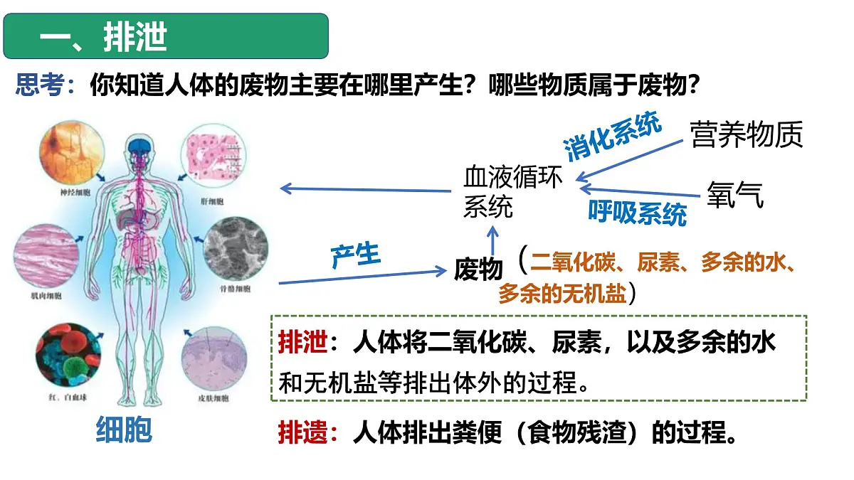 4.5人体内废物的排出课件 2025学年人教版生物七年级下册第5页