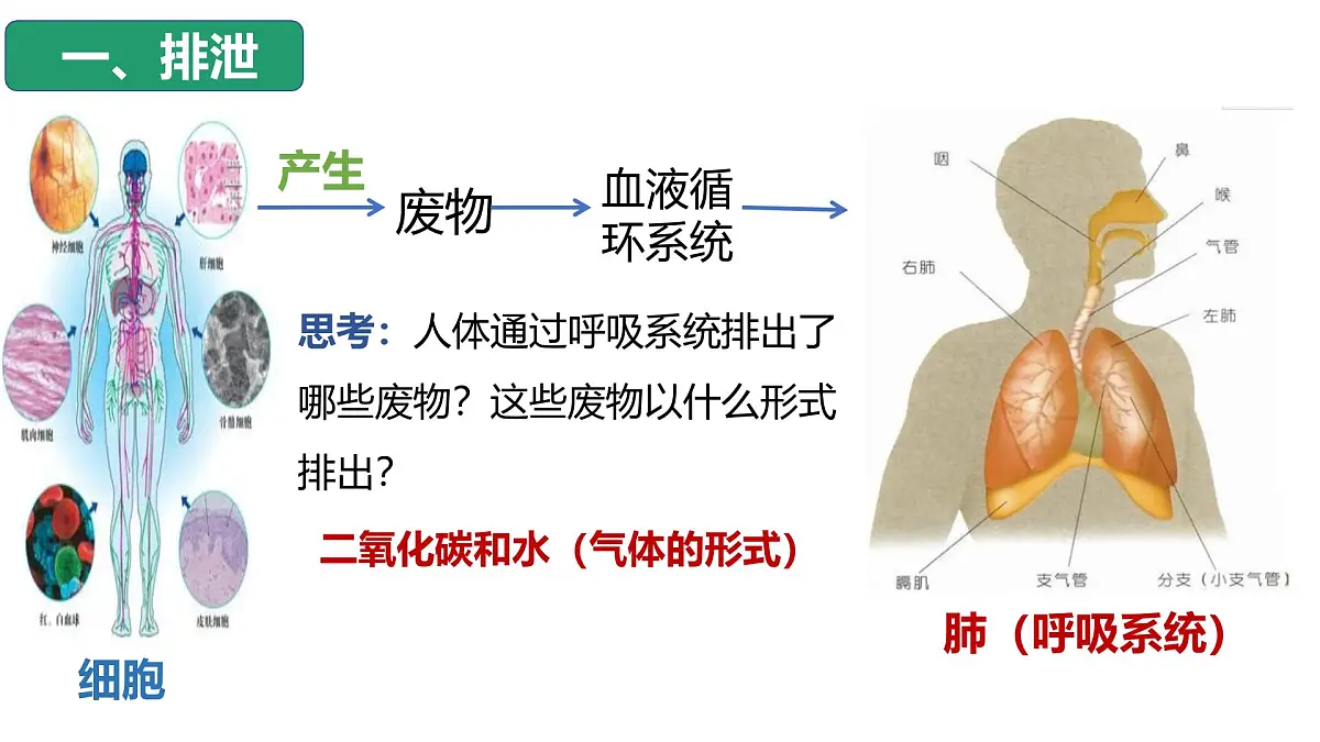 4.5人体内废物的排出课件 2025学年人教版生物七年级下册第6页