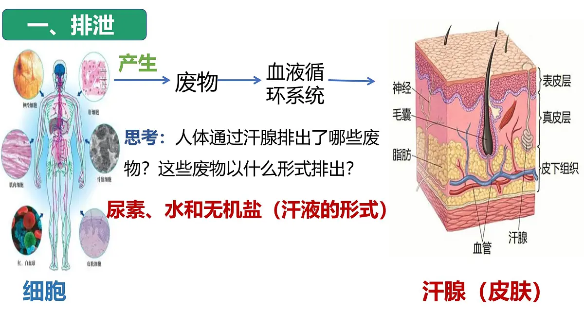 4.5人体内废物的排出课件 2025学年人教版生物七年级下册第7页
