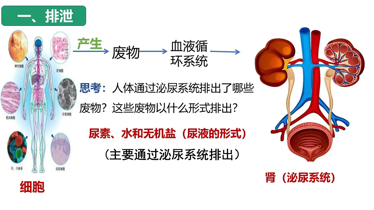 4.5人体内废物的排出课件 2025学年人教版生物七年级下册第8页
