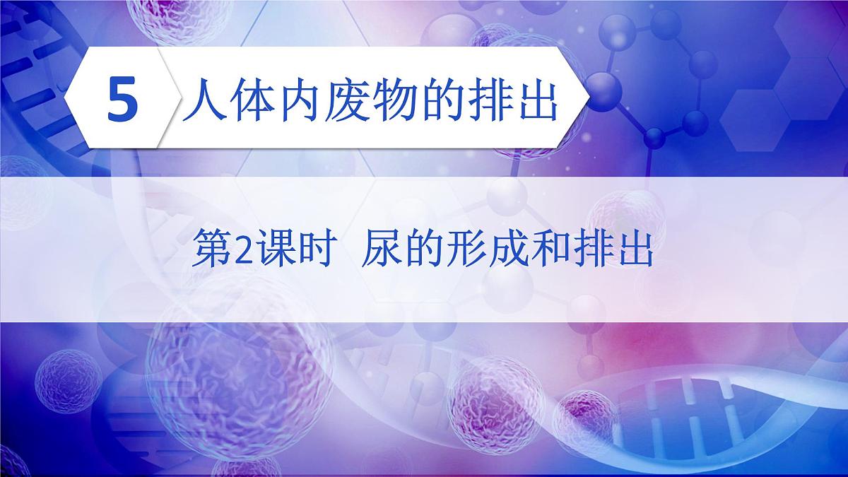 初中生物新人教版七年级下册4.5第2课时 尿的形成和排出教学课件2025春第1页