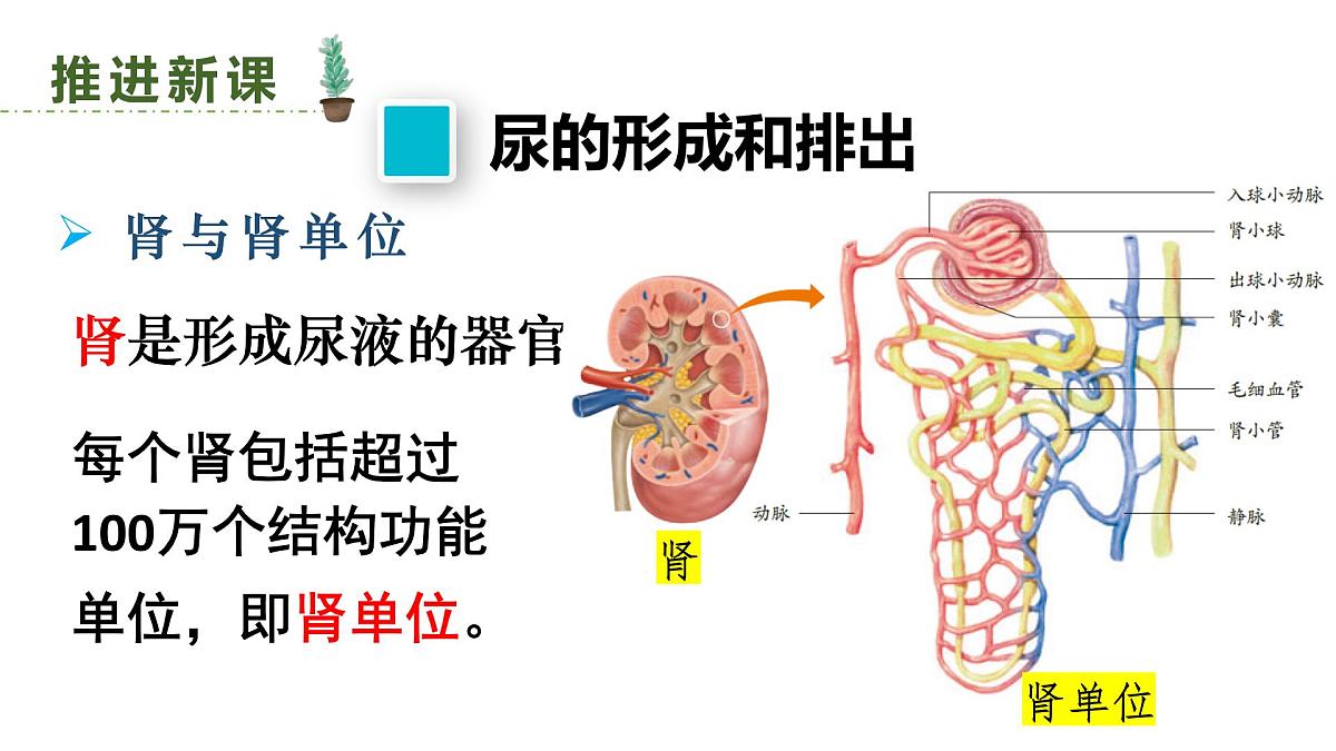 初中生物新人教版七年级下册4.5第2课时 尿的形成和排出教学课件2025春第3页