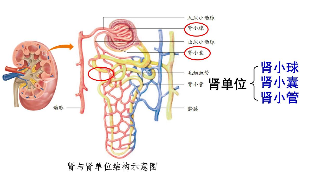 初中生物新人教版七年级下册4.5第2课时 尿的形成和排出教学课件2025春第4页